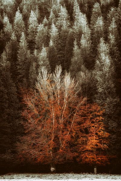 Blink Out! by Lars van de Goor