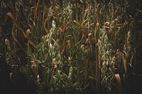 Cultures déshydratées en plein champ 2