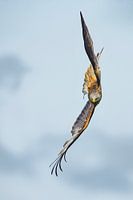 Red Kite in flight in England
