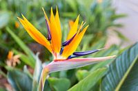 Makro Bild oder Makroaufnahme von Paradies Blume Strelitzia reginaei