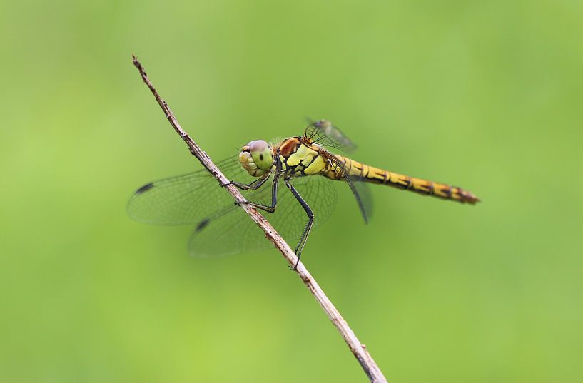 Gemeine Heidelibelle von Matthias Brix