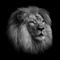 Löwenkopf in Schwarz und Weiß
