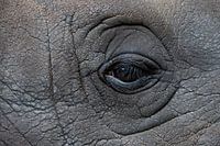 The eye of a rhinoceros