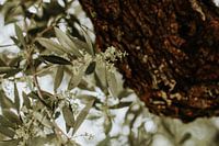 Mediterraner Olivenbaum auf der griechischen Insel Zakynthos