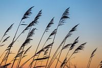 Reed silhouetted in evening sky