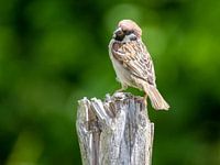 Small field sparrow on a trunk