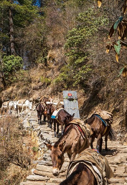 Sherpa and Horses have it tough. by Ton Tolboom