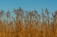 Calme et tranquillité dans les roselières