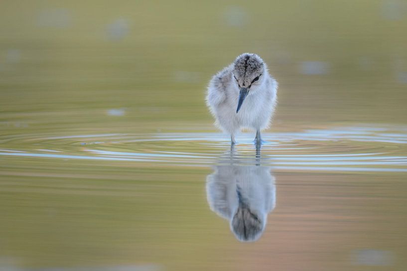 Säbelschnäbler von Van Karin Fotografie