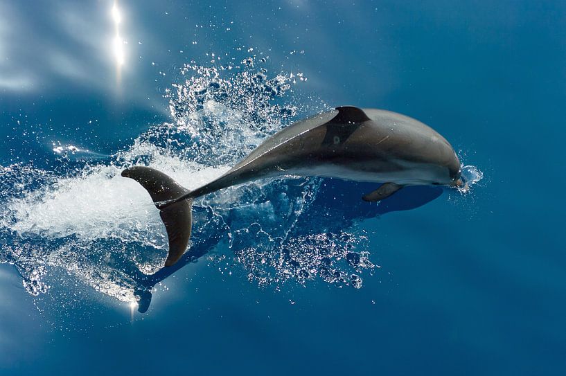 Tauchender Delphin von Bob de Bruin