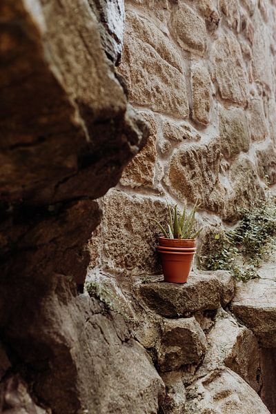 Plant on stone by Marjolein Dieleman