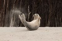 Seal und seine Spielzeit