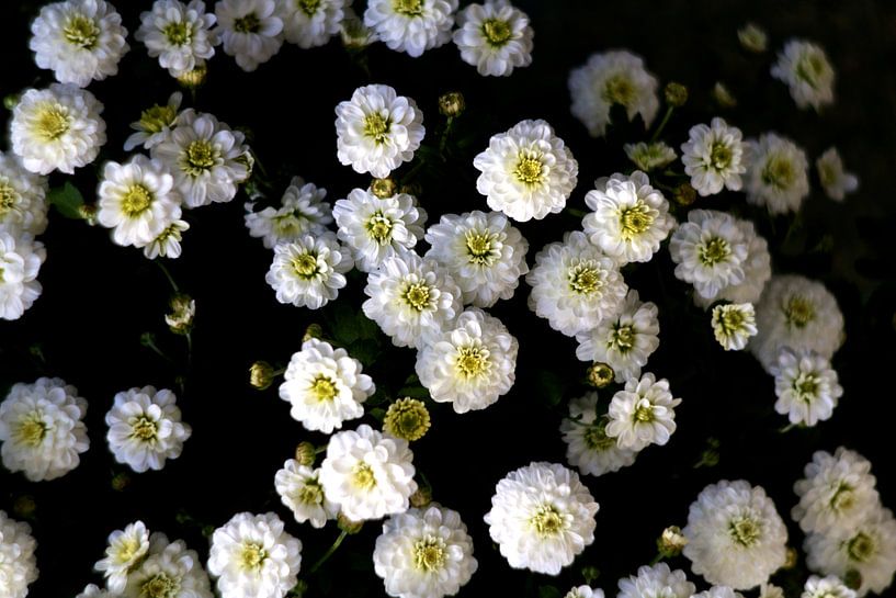 Autumn flowers by Marianna Pobedimova
