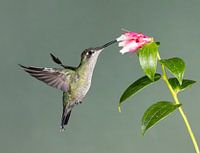 Hummingbird Valcano in Costa Rica