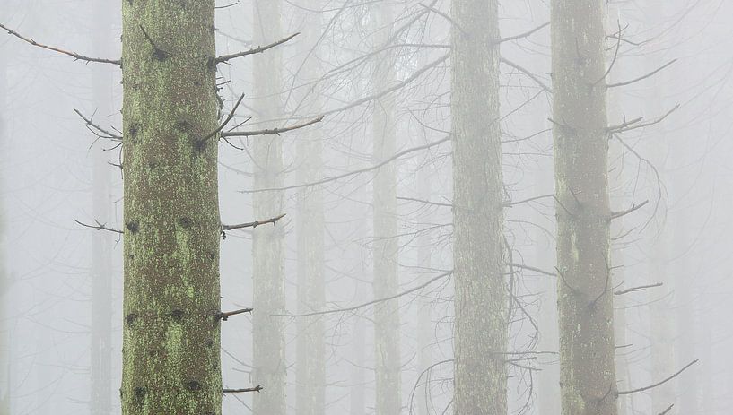 Dennenbos in de mist, Hoge Venen, België by Jeannette Kliebisch