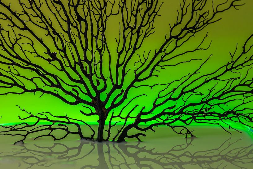 Fächerkoralle mit grünem HG von Thomas Riess