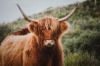 Schottischer Highlander auf der Düne