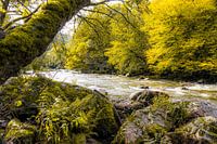 Herbststimmung am Fluss Emblève in den Ardennen