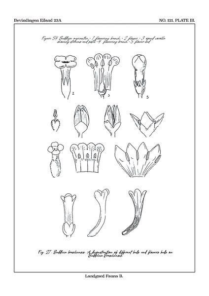 Flores notitia card B by Zoë Hoetmer