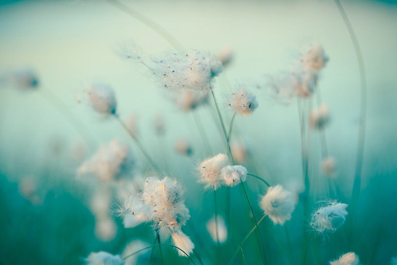 Zarter Augenblick von Tanja Riedel