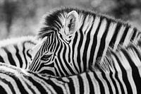 Black-and-white portrait of a steppe zebra / zebra - Etosha, Namibia