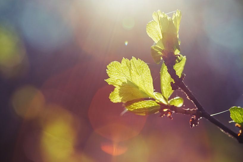 Frühling von Malte Pott