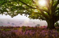Heathland in the Veluwe Zoom