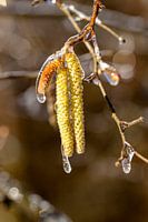 Une fleur de noisette dans une épaisse couche de glace