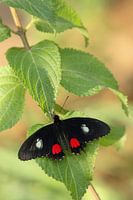 Nahaufnahme einer Seite mit roter Spitze