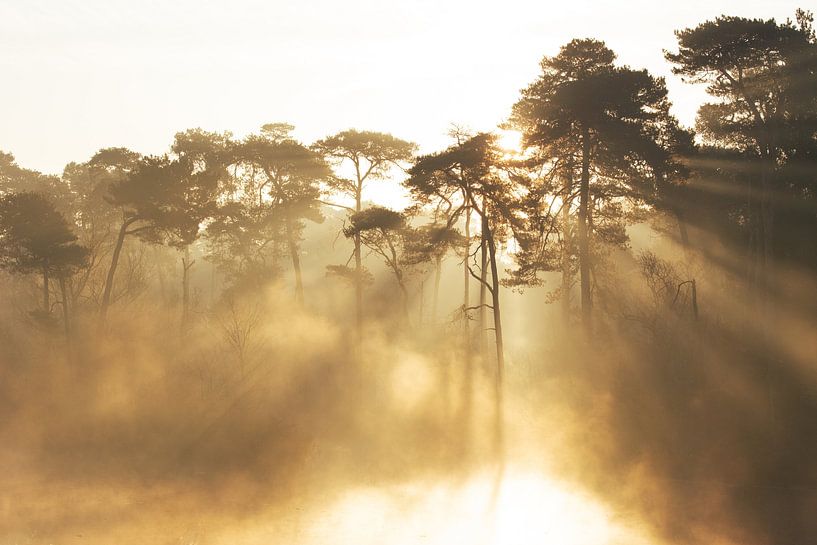 Voorste Goorven Oisterwijk IV by Ronne Vinkx