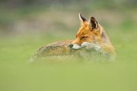 Fuchs im Gras