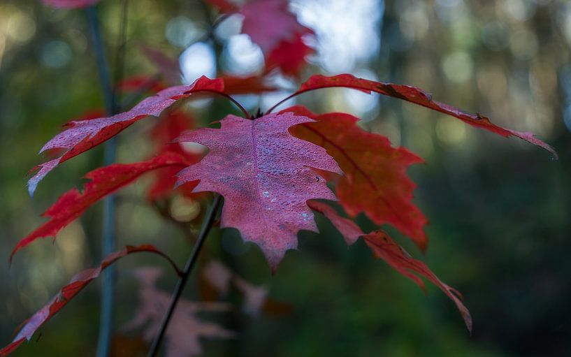feuilles aux couleurs de l'automne par Mart Houtman