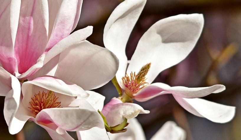 Star magnolias in the sunshine by Werner Lehmann