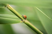 Macro photo of a ladybug