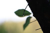 Regendruppel aan boom