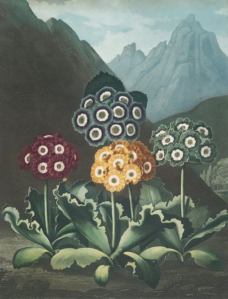 A Group Of Auricula, Robert John Thornton by Masterful Masters