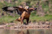 Adlerbussard breitet seine Flügel am Wasser aus