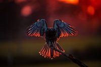 Die letzten Strahlen der Sonne genießen