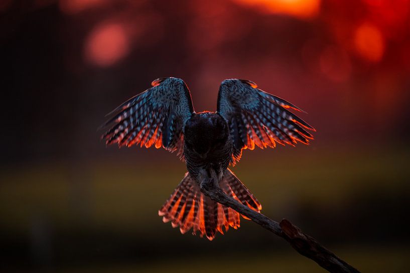 Die letzten Strahlen der Sonne genießen von MvdbPhotography