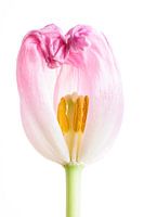 Tulip