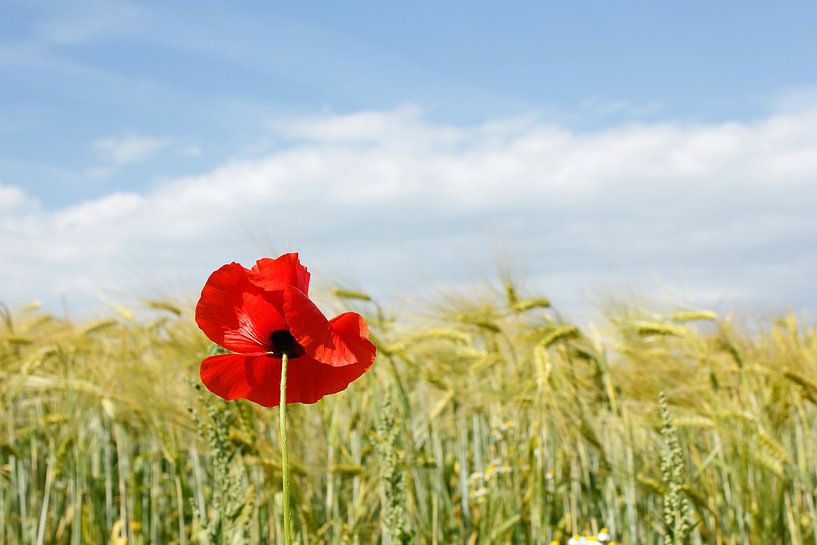 Ganz allein von Ostsee Bilder