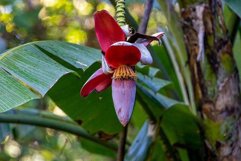 Flower of the wild banana (Musa balbisiana) by whmpictures .com