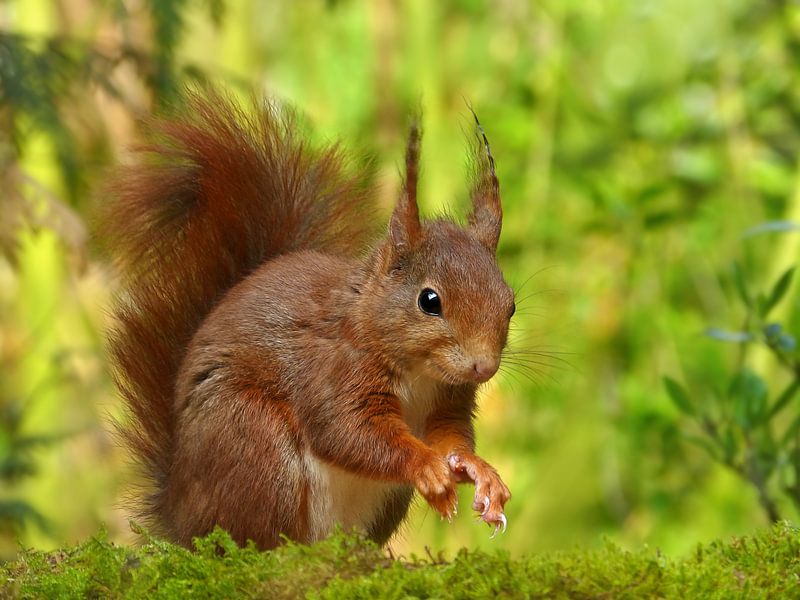Rotes Eichhörnchen von Caroline Lichthart