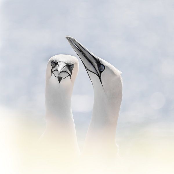 Jan van Gent von Ingrid Van Damme fotografie