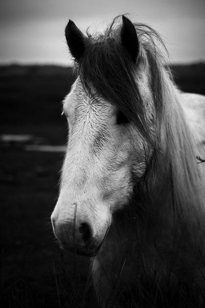 White horse portrait, Schiermonnikoog von Luis Boullosa