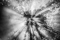 Himmlisch! schwarz-weiß 1