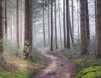 Sentier brumeux, forêts du Cap