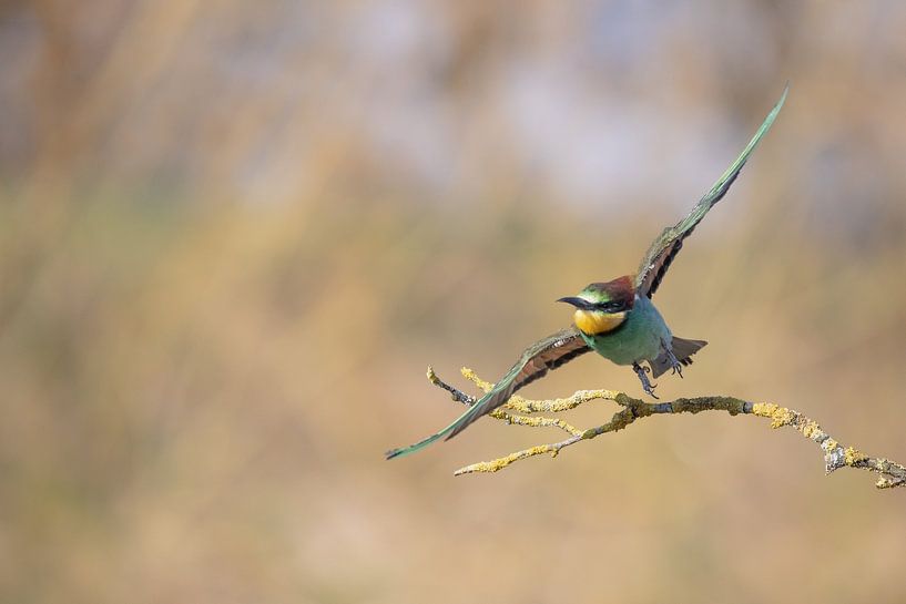 Bienenfresser von Karin van Rooijen Fotografie