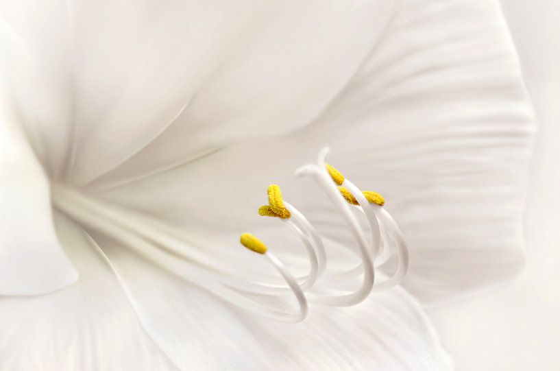 Amaryllis von Violetta Honkisz