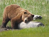 Grizzly bear
